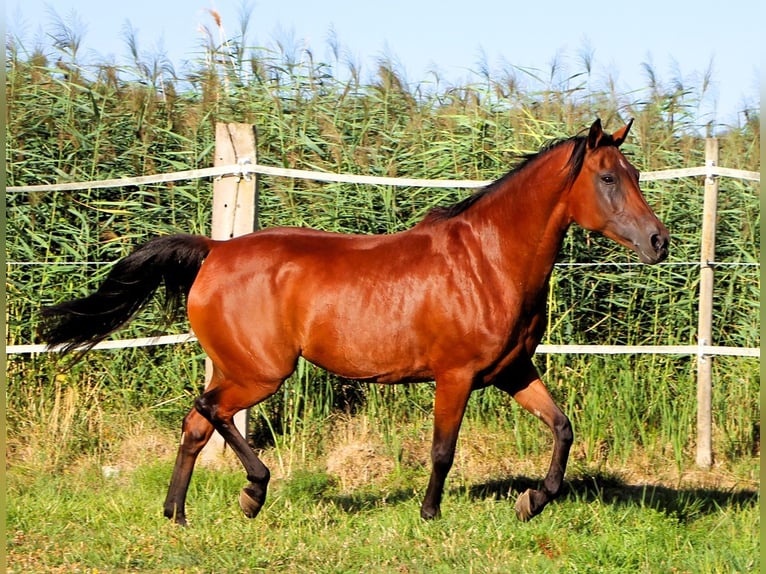 Arabian horses Mare 9 years 15.1 hh Bay-Dark in Kehl