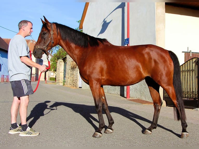 Arabian horses Mare 9 years 15.1 hh Bay-Dark in Kehl