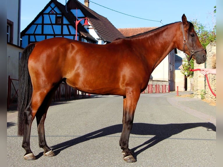 Arabian horses Mare 9 years 15.1 hh Bay-Dark in Kehl