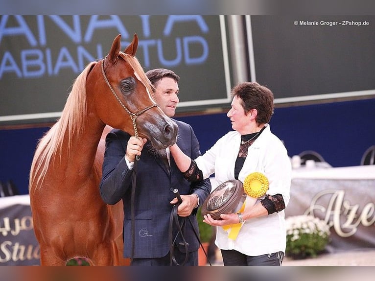 Arabian horses Mare 9 years 15.1 hh Chestnut-Red in Nellingen Oppingen