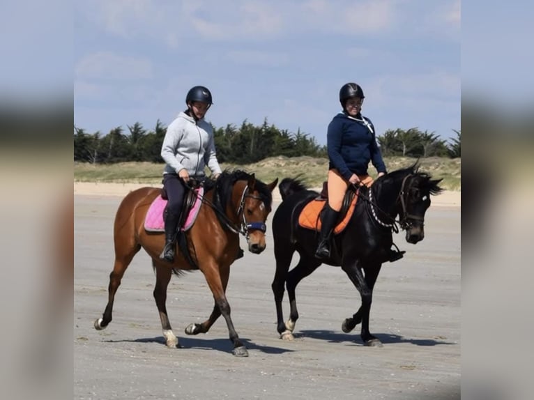 Arabian horses Mare 9 years 15.1 hh Smoky-Black in (Denia)