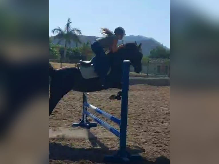 Arabian horses Mare 9 years 15.1 hh Smoky-Black in (Denia)