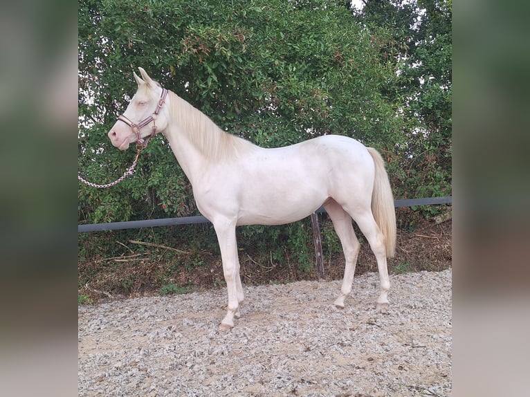 Arabian horses Mare 9 years 15.2 hh Bay-Dark in Wapse