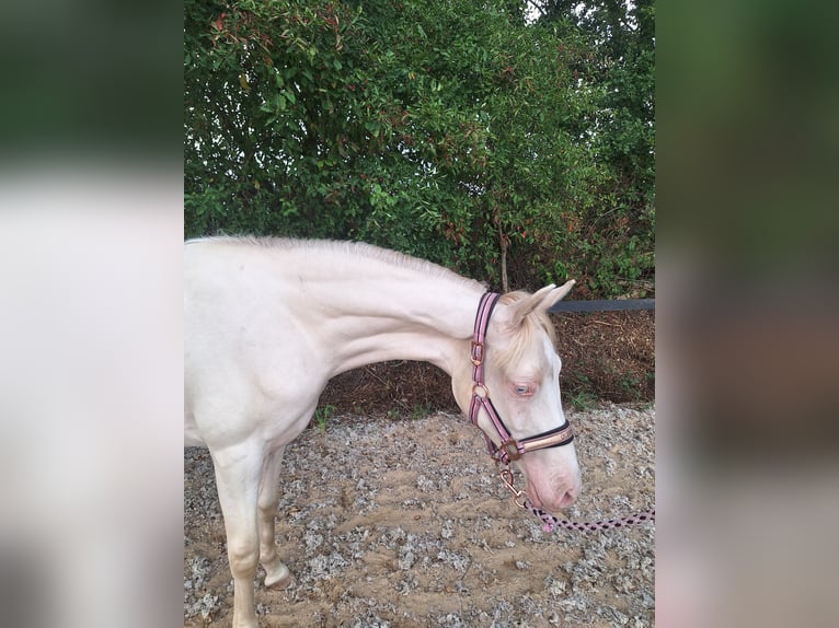 Arabian horses Mare 9 years 15.2 hh Bay-Dark in Wapse