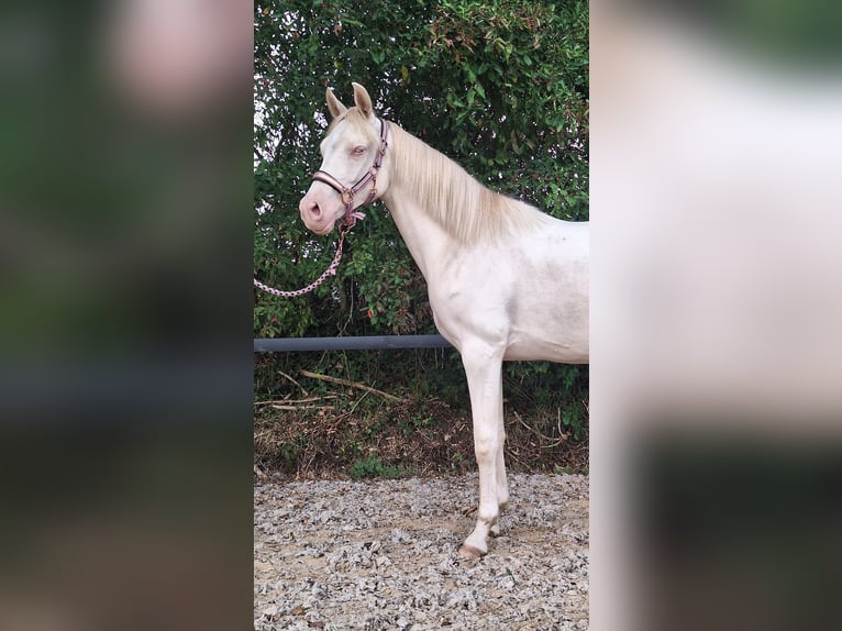Arabian horses Mare 9 years 15.2 hh Bay-Dark in Wapse