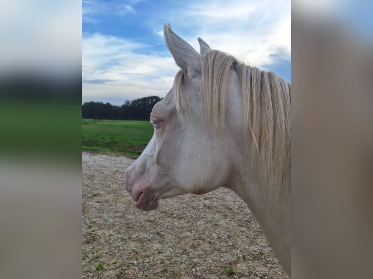 Arabian horses Mare 9 years 15.2 hh Bay-Dark in Wapse