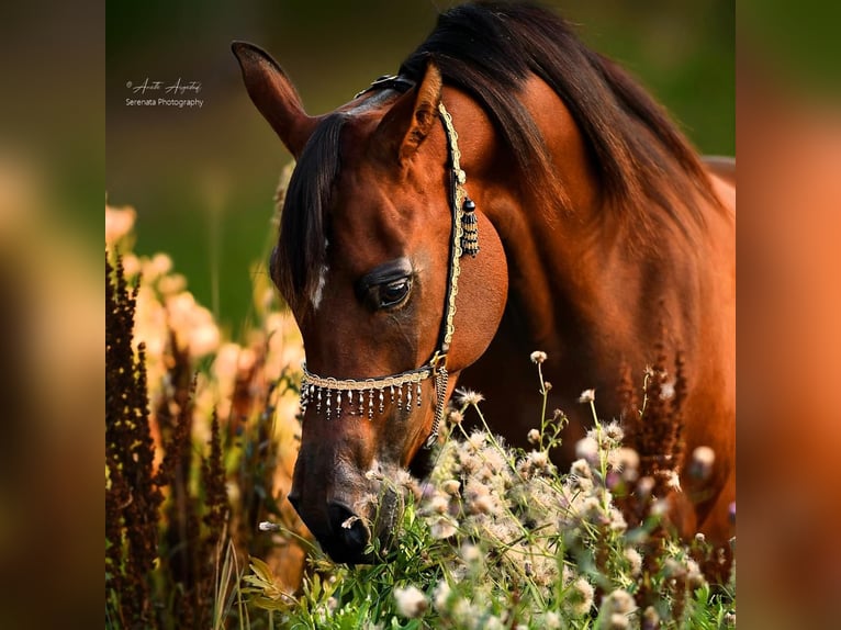 Arabian horses Mare 9 years 15 hh Bay in Klofta