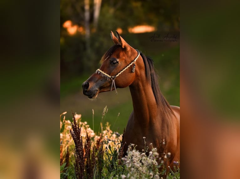 Arabian horses Mare 9 years 15 hh Bay in Klofta