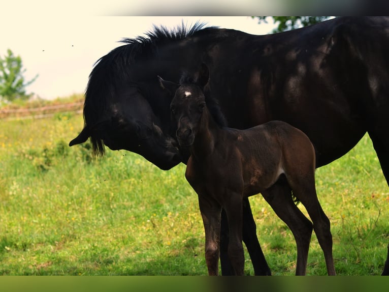 Arabian horses Mare 9 years 15 hh Black in Toporzysko