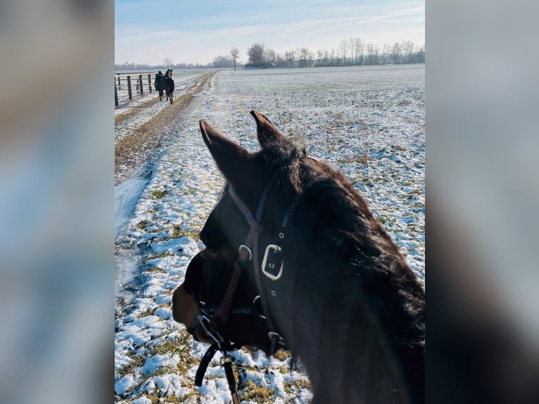 Arabian horses Mare 9 years 15 hh Brown in Münsterhausen