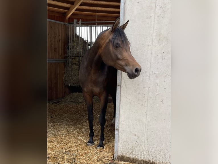 Arabian horses Mare 9 years 15 hh Brown in Münsterhausen