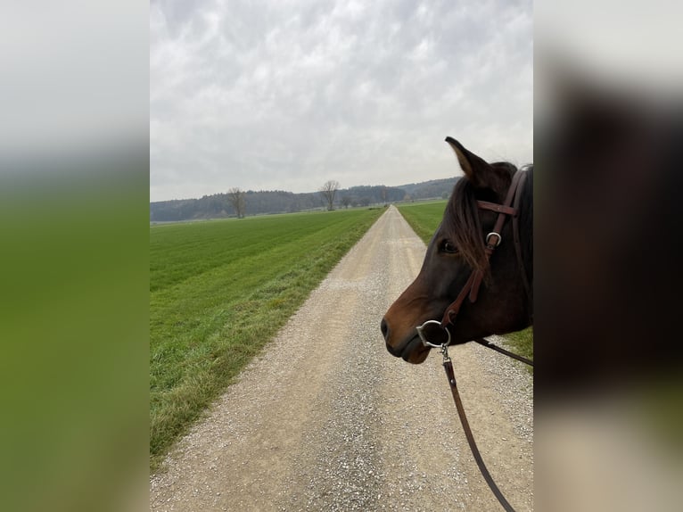 Arabian horses Mare 9 years 15 hh Brown in Münsterhausen