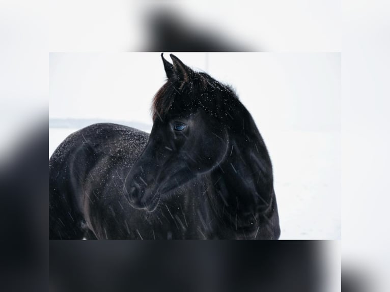 Arabian horses Mare 9 years 15,1 hh Black in Waldeck