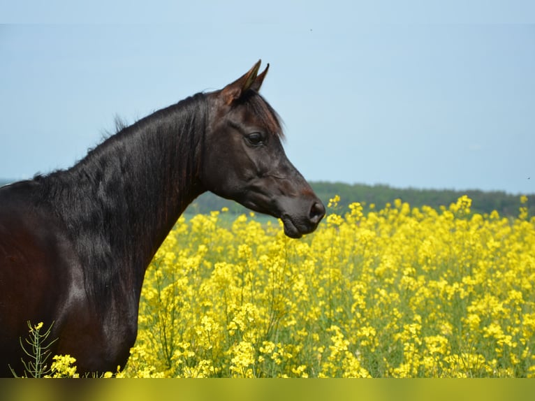 Arabian horses Mare 9 years 15,1 hh Black in Waldeck