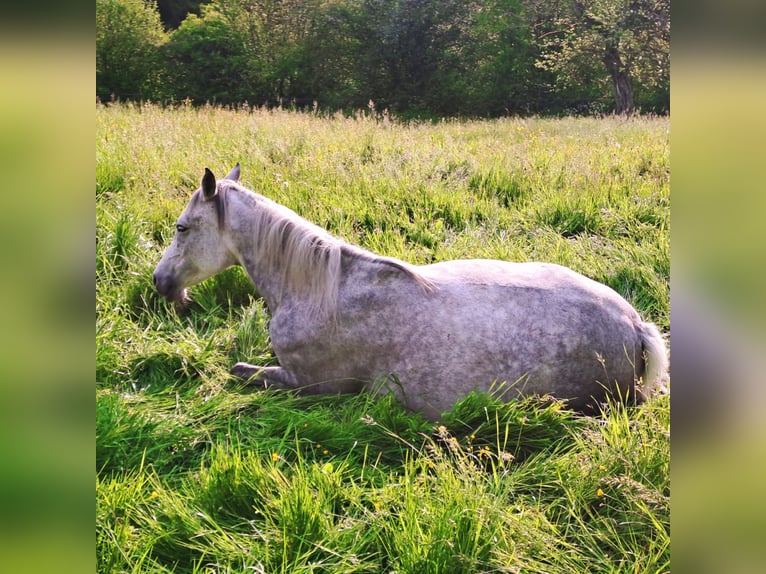 Arabian horses Mare 9 years 15,1 hh Grey in Berlin Arabian horses Mare 9 years 15,1 hh Grey in Berlin