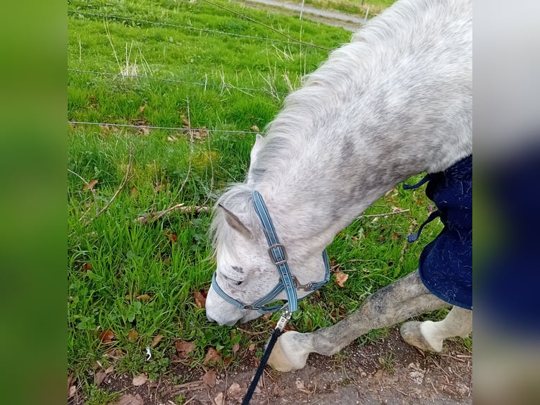Arabian horses Mare 9 years 15,1 hh Grey in Berlin Arabian horses Mare 9 years 15,1 hh Grey in Berlin