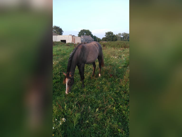 Arabian horses Mare 9 years 15,1 hh Grey in Berlin Arabian horses Mare 9 years 15,1 hh Grey in Berlin