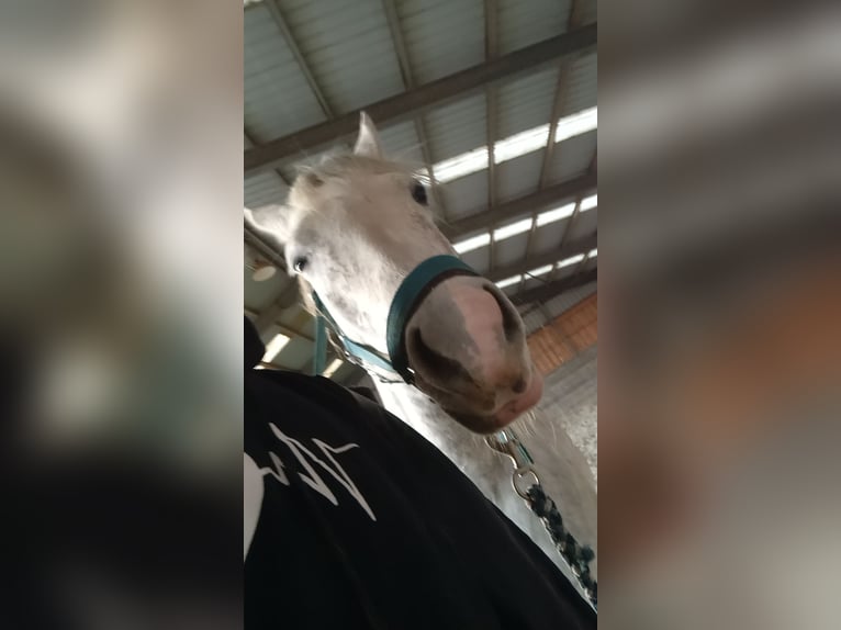 Arabian horses Mare 9 years 15,1 hh Grey in Berlin Arabian horses Mare 9 years 15,1 hh Grey in Berlin