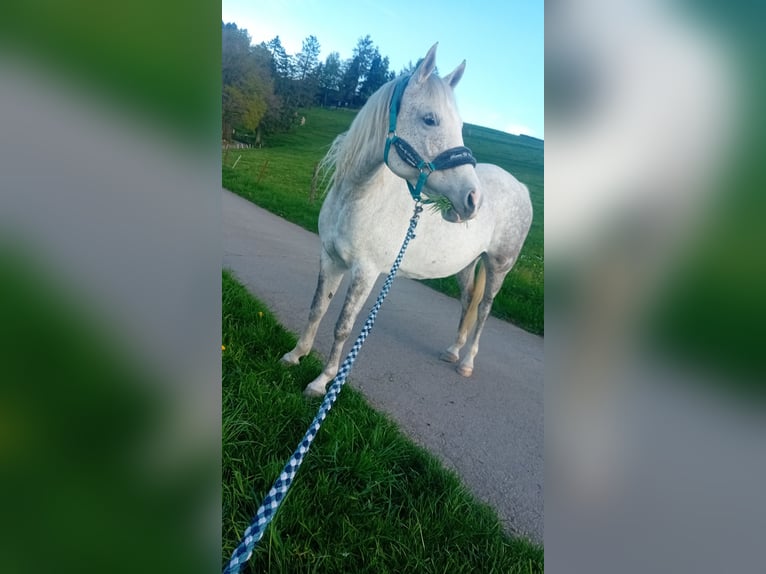 Arabian horses Mare 9 years 15,1 hh Grey in Berlin Arabian horses Mare 9 years 15,1 hh Grey in Berlin