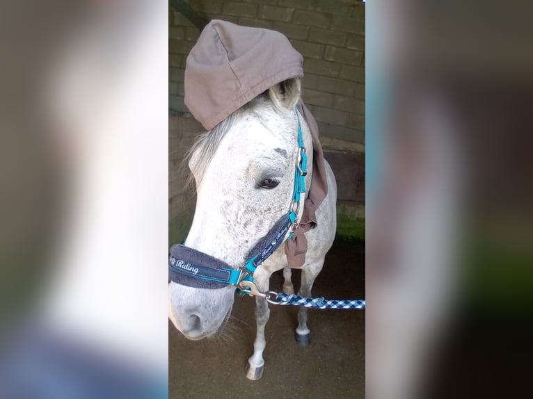 Arabian horses Mare 9 years 15,1 hh Grey in Berlin Arabian horses Mare 9 years 15,1 hh Grey in Berlin