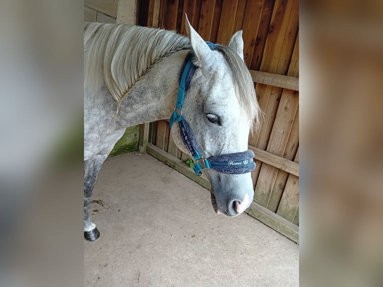 Arabian horses Mare 9 years 15,1 hh Grey in Berlin Arabian horses Mare 9 years 15,1 hh Grey in Berlin