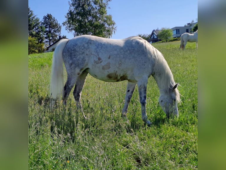 Arabian horses Mare 9 years 15,1 hh Grey in Berlin Arabian horses Mare 9 years 15,1 hh Grey in Berlin