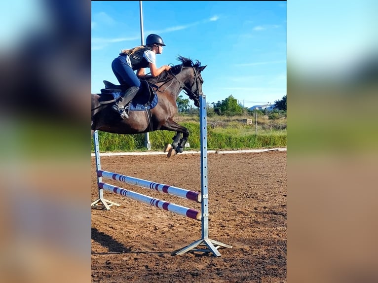 Arabian horses Mare 9 years 15,1 hh Smoky-Black in Denia