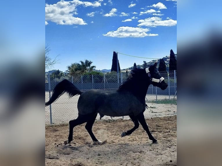 Arabian horses Mare 9 years 15,1 hh Smoky-Black in (Denia)