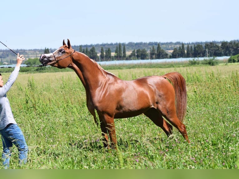 Arabian horses Mare 9 years 15,2 hh Sorrel in Elgezabal