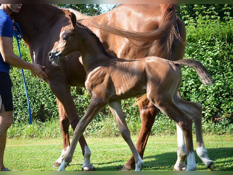 Arabian horses Mare 9 years 15,2 hh Sorrel in Elgezabal