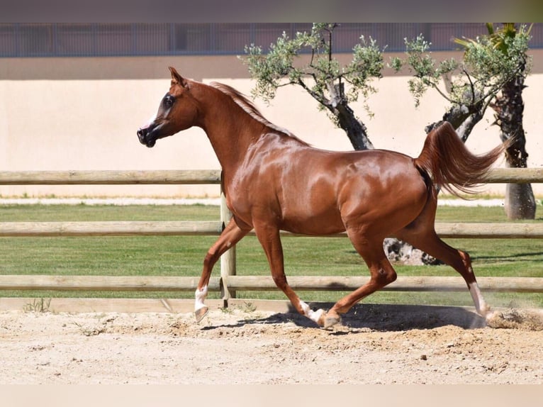 Arabian horses Mare 9 years 15,2 hh Sorrel in Elgezabal