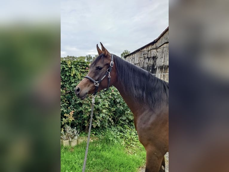 Arabian horses Mare 9 years Bay-Dark in Reutlingen