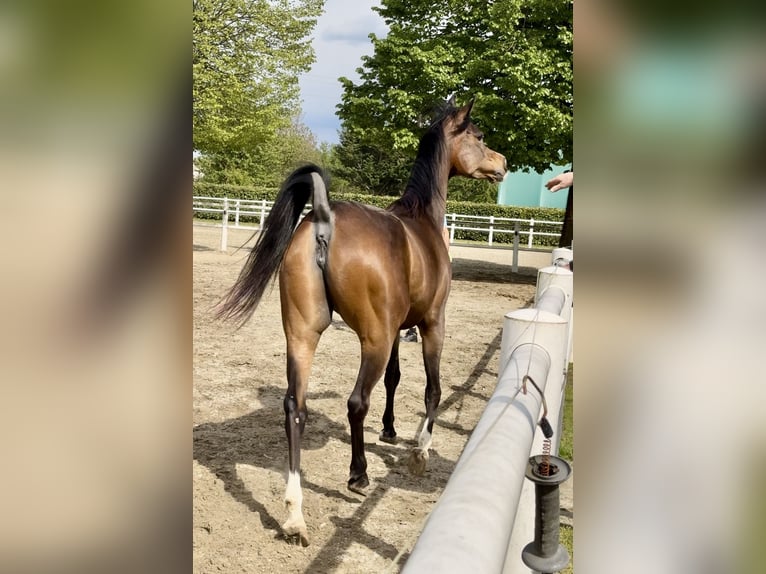 Arabian horses Mare 9 years Brown in Borsano