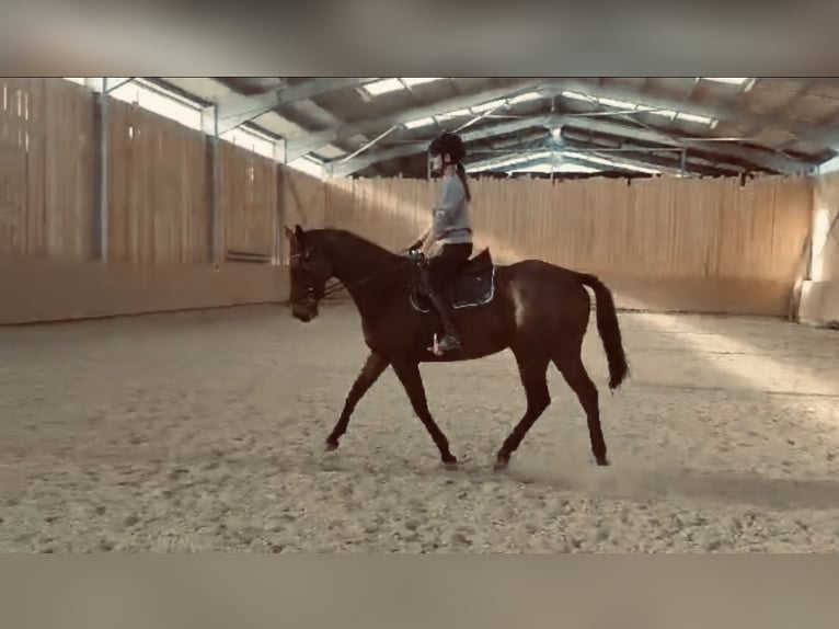 Arabian horses Mare 9 years Brown in Assamstadt