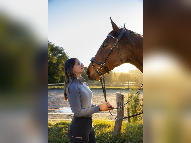 Arabian horses Mare 9 years Brown in Assamstadt