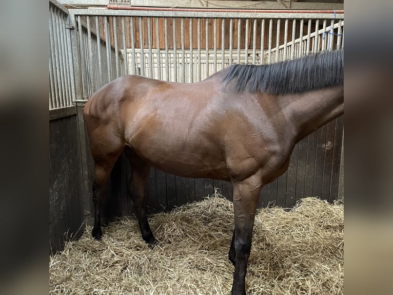 Arabian horses Mare 9 years Brown in Assamstadt