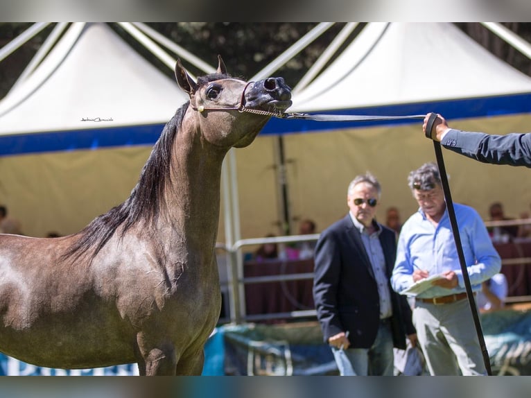 Arabian horses Mare 9 years Gray in Trebur