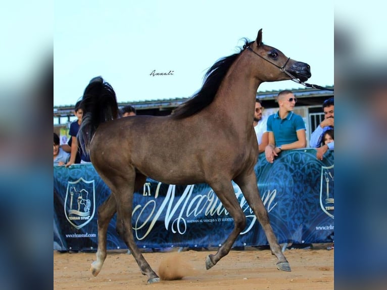 Arabian horses Mare 9 years Gray in Trebur