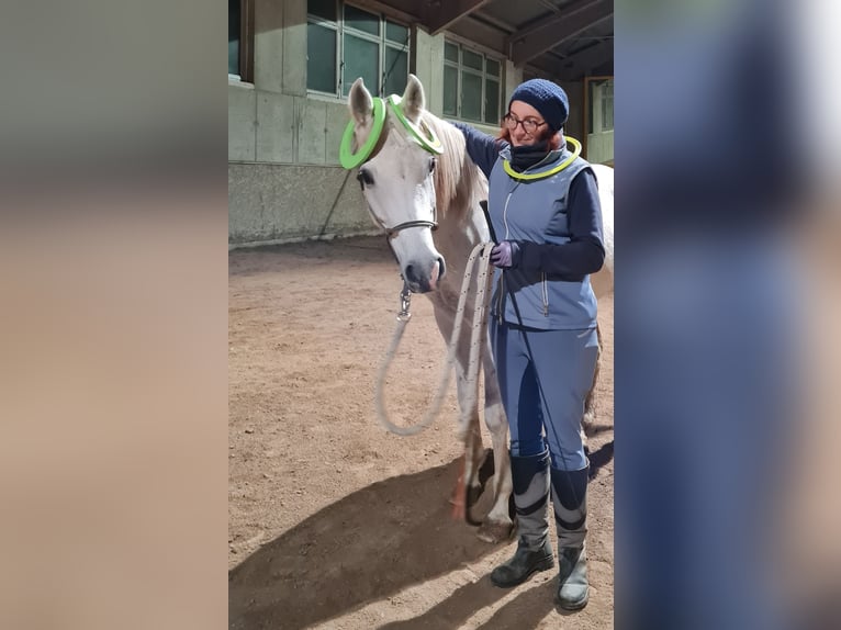 Arabian horses Mare 9 years Grey in Wallsee