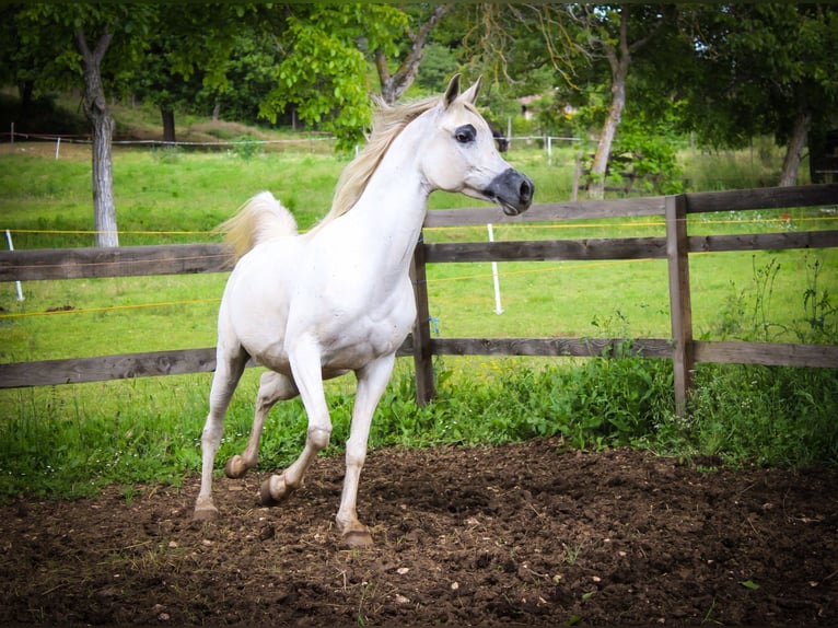 Arabian horses Mare 9 years White in Spoleto