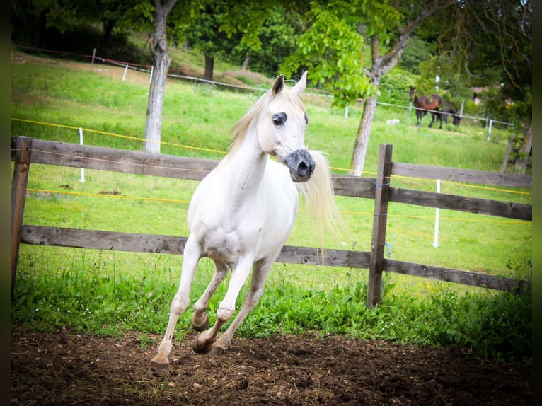 Arabian horses Mare 9 years White in Spoleto