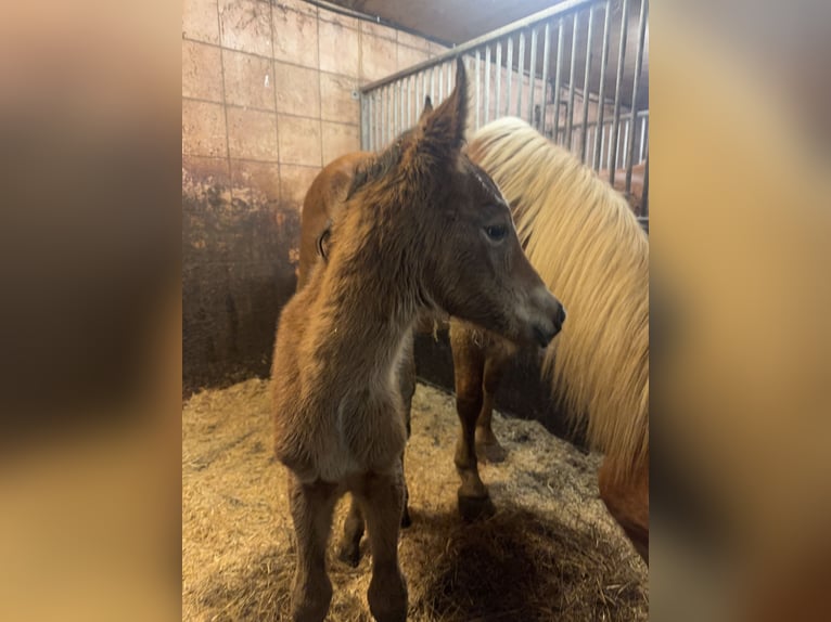 Arabian horses Mix Mare Foal (01/2026) 14.2 hh Brown in Vent