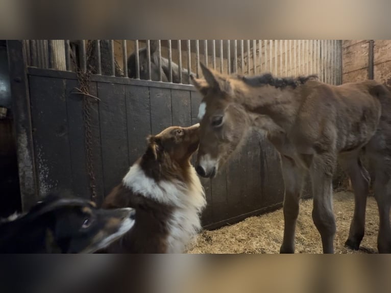 Arabian horses Mix Mare Foal (01/2026) 14,2 hh Brown in Vent