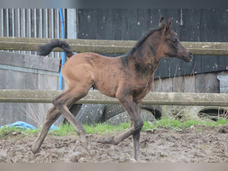 Arabian horses Mare Foal (03/2024) 15,1 hh Brown in Beauwelz