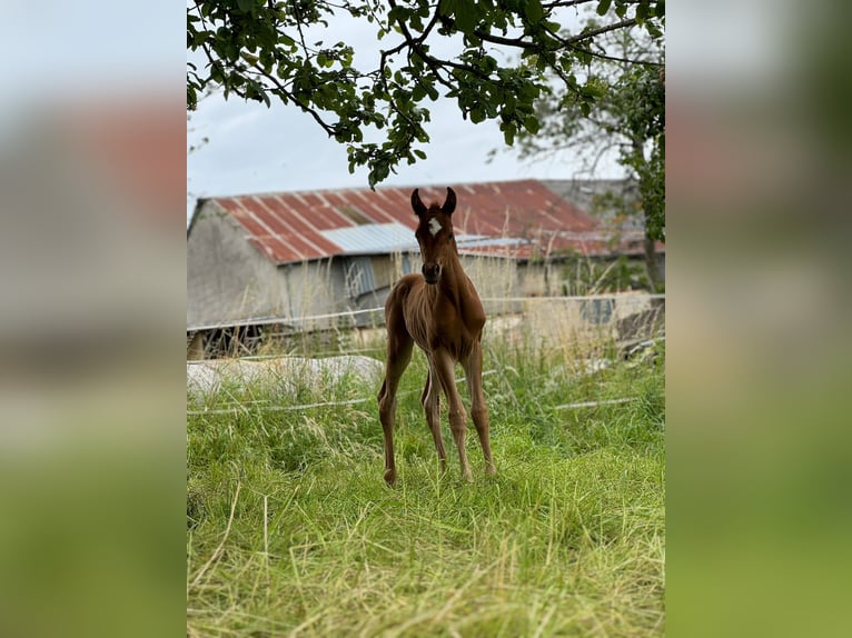 Arabian horses Mare Foal (07/2024) 15,1 hh Chestnut-Red in Arenrath