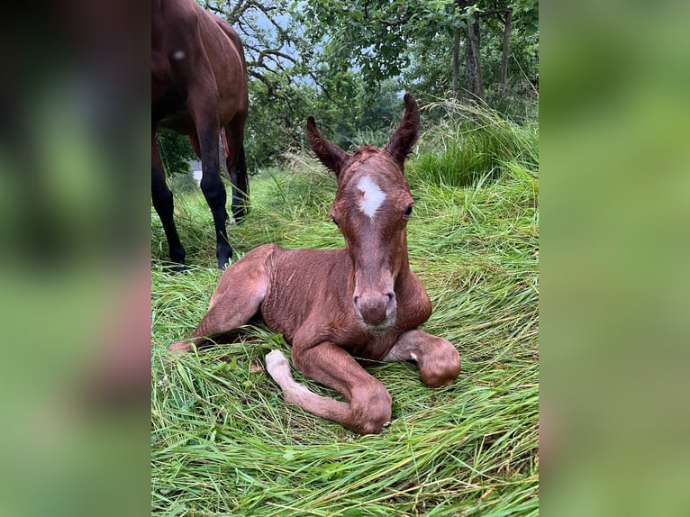 Arabian horses Mare Foal (07/2024) 15,1 hh Chestnut-Red in Arenrath