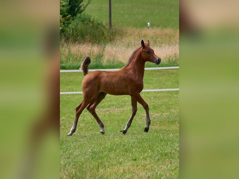 Arabian horses Mare Foal (04/2024) 15,1 hh in Gemünden (Felda)