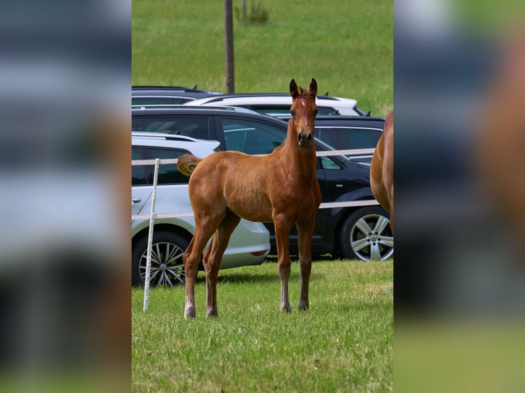 Arabian horses Mare Foal (04/2024) 15,1 hh in Gemünden (Felda)