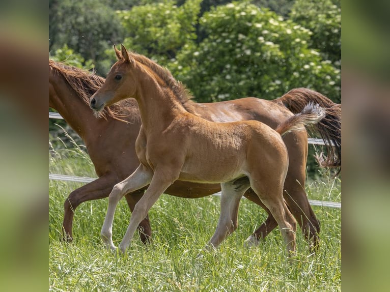 Arabian horses Mare Foal (04/2024) 15,1 hh in Gemünden (Felda)