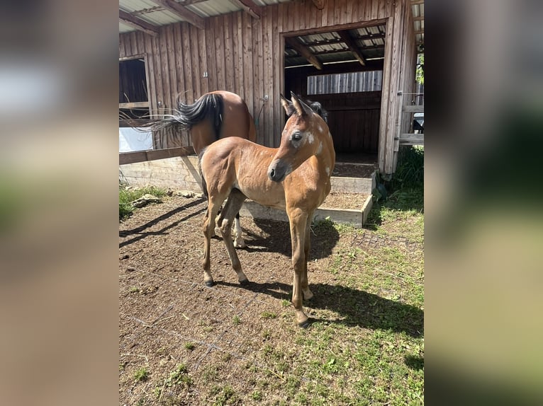 Arabian horses Mare Foal (06/2024) 15,1 hh Gray in Wain